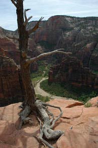 Zions berühmtester Baum bei Angels Landing