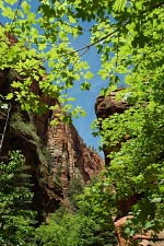 Bäume säumen den Weg nach Angels Landing