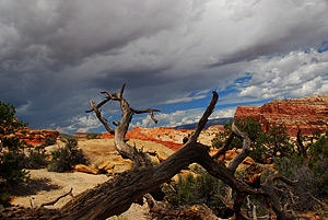 Cohab Canyon, Capitol Reef