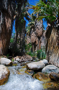 Andreas Canyon, Indian Canyons, Palm Springs