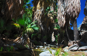 Andreas Canyon, Indian Canyons, Palm Springs