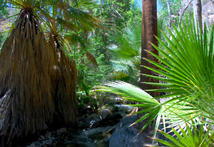 Andreas Canyon, Indian Canyons, Palm Springs