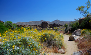 Andreas Canyon, Indian Canyons, Palm Springs