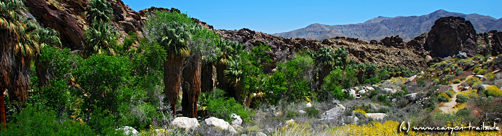 Andreas Canyon, Indian Canyons, Palm Springs