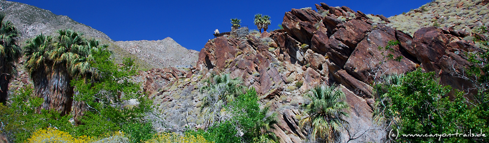 Andreas Canyon, Indian Canyons, Palm Springs