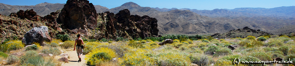 Murray Canyon, Indian Canyons, Palm Springs