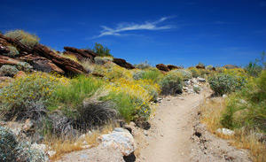 Murray Canyon, Indian Canyons, Palm Springs