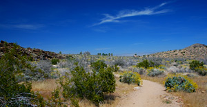 Murray Canyon, Indian Canyons, Palm Springs