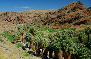 Palm Canyon, Indian Canyons, Palm Springs