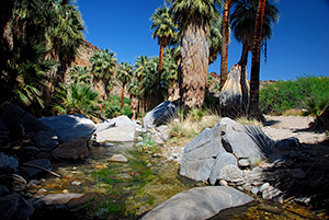 Palm Canyon, Indian Canyons, Kalifornien