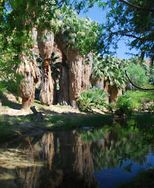 Palm Canyon, Indian Canyons, Palm Springs