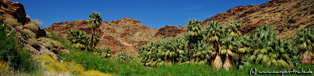 Palm Canyon, Indian Canyons, Palm Springs