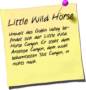 Little Wild Horse